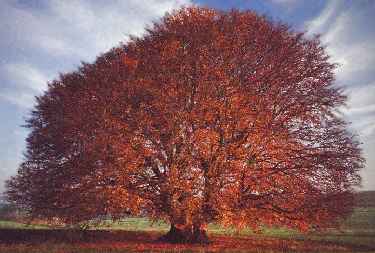 arbol03.jpg (15162 bytes)