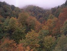 haya2.jpg (14095 bytes)