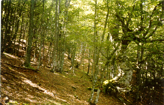 hayasredes.jpg (505975 bytes)