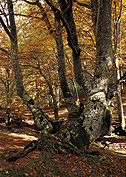 hayedo30.jpg (53612 bytes)