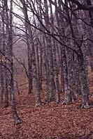 hayedo39.jpg (9891 bytes)