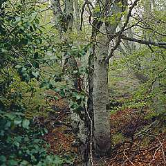 hayedo7.jpg (19534 bytes)