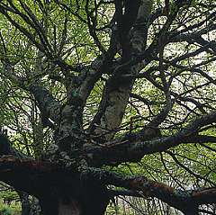 hayedo8.jpg (19958 bytes)