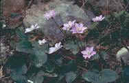hepatica.jpg (4379 bytes)