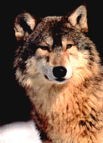 lo22.gif (22363 bytes)