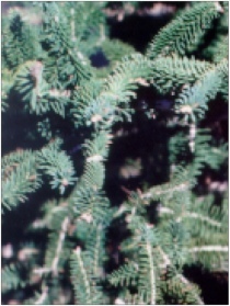natbos1.jpg (32684 bytes)