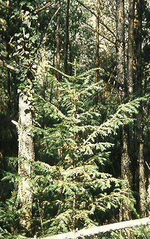 Taxus baccata en Girona