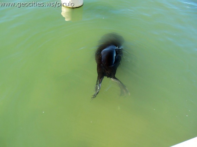 0294-geocities-ws-pirulo.jpg