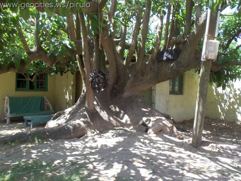 0597-geocities-ws-pirulo.jpg
