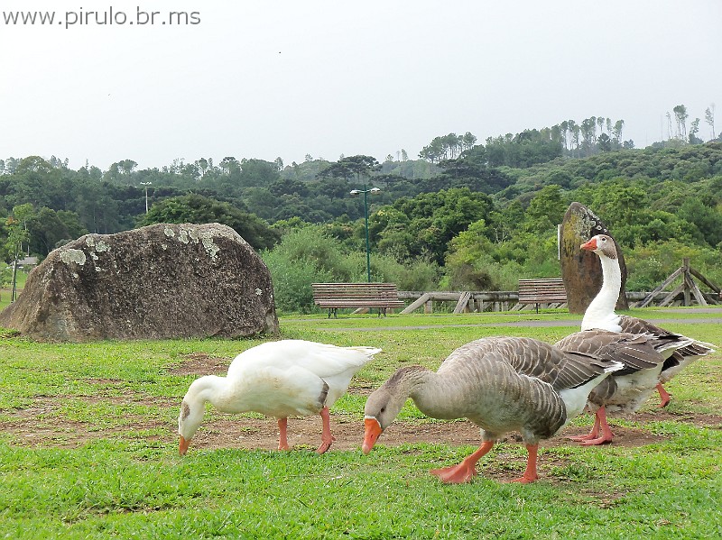804_ww.pirulo.br.ms.jpg