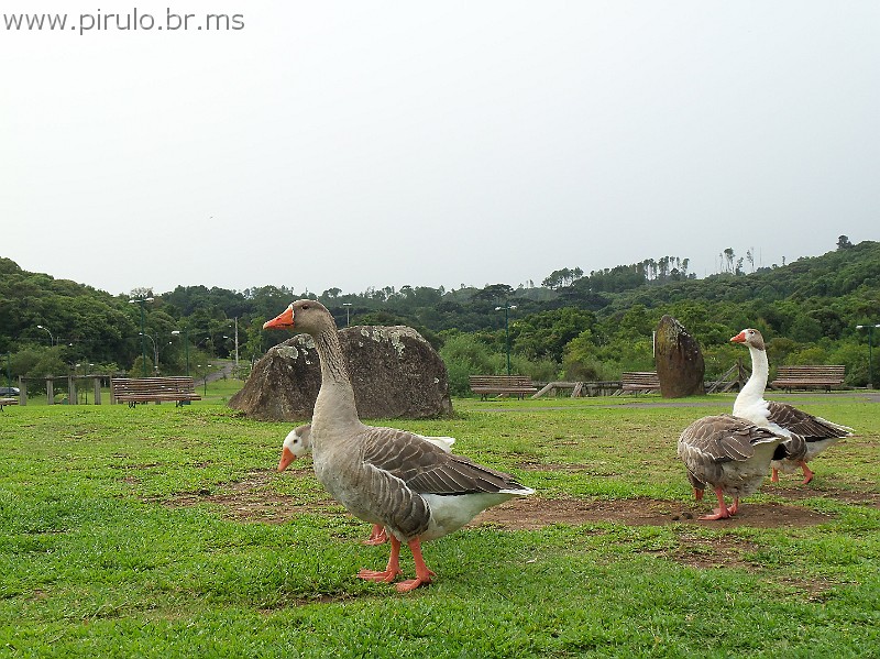 805_ww.pirulo.br.ms.jpg