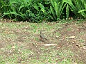 720_ww.pirulo.br.ms