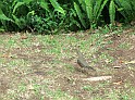 721_ww.pirulo.br.ms