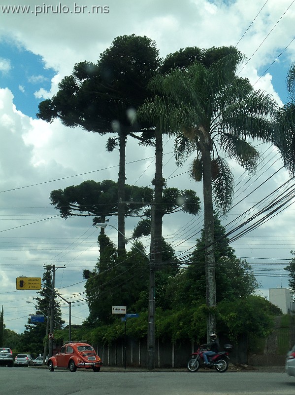 881_ww.pirulo.br.ms.jpg