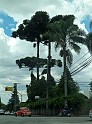 881_ww.pirulo.br.ms
