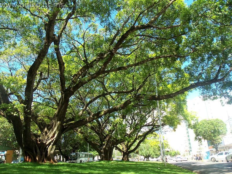 1335_ww.pirulo.br.ms.jpg