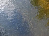 Click to display the file, P8180014.jpeg