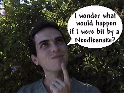 Ever wonder what would happen if you were bit?