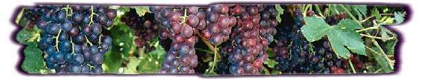 Pistrix Grapes Intl. -- all rights reserved