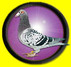 The Grey Pigeon -- The National Bird of Pistrix.