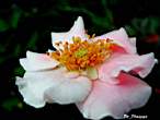 DSCN0058.JPG