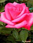 DSCN0700.JPG
