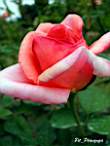DSCN0718.JPG