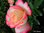 DSCN0739.JPG