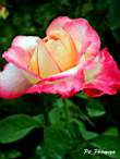 DSCN0744.JPG