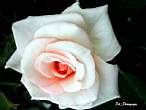 DSCN0765.JPG