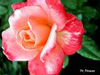 DSCN0805.JPG