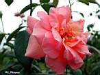 rose16.JPG