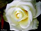 rose212w-1.JPG