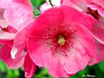 rose212w-10.JPG