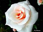 rose212w.JPG