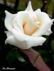DSCN0713.JPG
