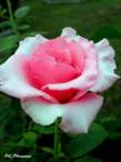 DSCN0750.JPG
