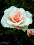 DSCN0762.JPG