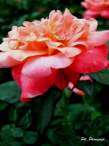 DSCN0784.JPG