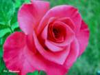 DSCN0797.JPG