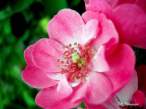 rose1.jpg