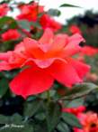 rose10.JPG