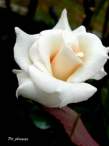 rose11.JPG