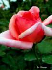 rose12.JPG