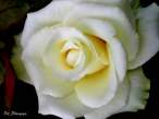 rose13.JPG