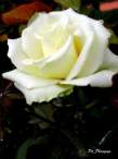 rose14.JPG