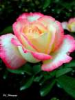 rose15.JPG