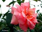 rose16.JPG