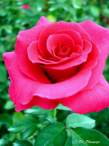 rose17.JPG