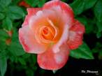 rose181.JPG